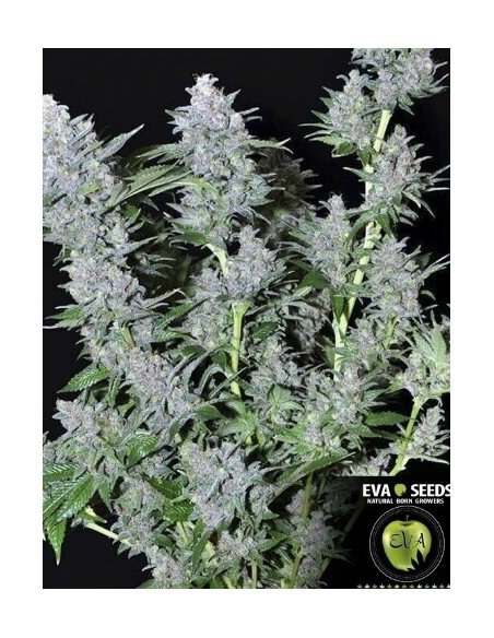 Missing in Barcelona - Eva Seeds femminizzati Eva Seeds €54,00