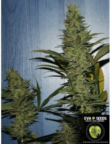 Missing in Barcelona - Eva Seeds femminizzati Eva Seeds €54,00