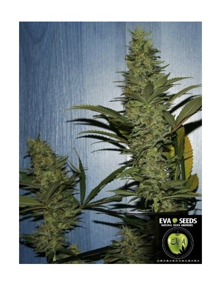 Missing in Barcelona - Eva Seeds femminizzati Eva Seeds €54,00