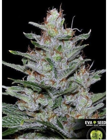 Missing in Barcelona - Eva Seeds femminizzati Eva Seeds €54,00