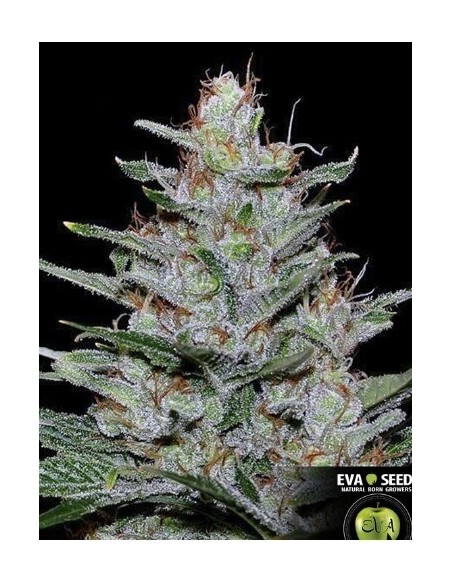 Missing in Barcelona - Eva Seeds femminizzati Eva Seeds €54,00