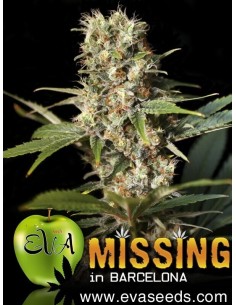 Missing in Barcelona - Eva Seeds femminizzati Eva Seeds €54,00