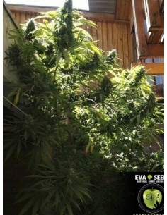 Monster - Eva Seeds femminizzati Eva Seeds €60,00 2