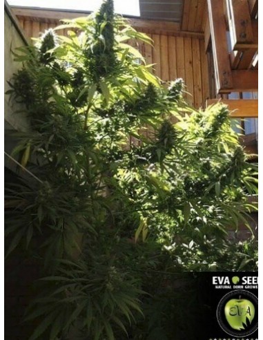 Monster - Eva Seeds femminizzati Eva Seeds €60,00