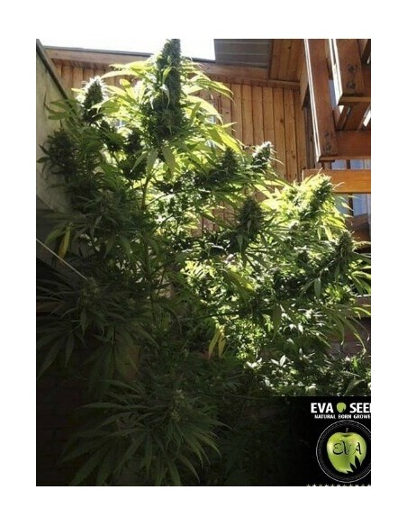 Monster - Eva Seeds femminizzati Eva Seeds €60,00