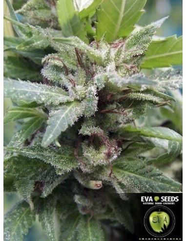 Monster - Eva Seeds femminizzati Eva Seeds €60,00