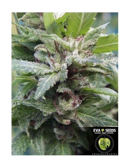 Monster - Eva Seeds femminizzati Eva Seeds €60,00
