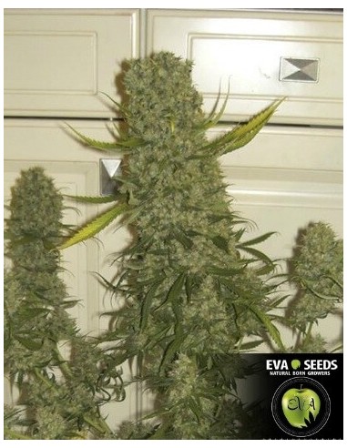 Monster - Eva Seeds femminizzati Eva Seeds €60,00