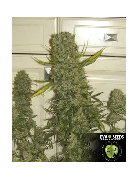 Monster - Eva Seeds femminizzati Eva Seeds €60,00