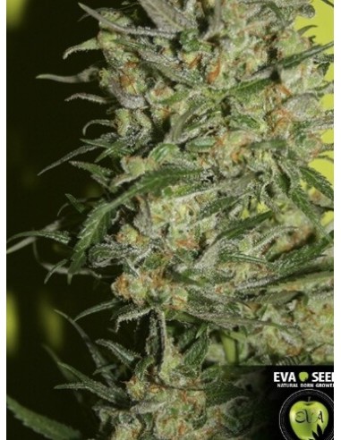 Monster - Eva Seeds femminizzati Eva Seeds €60,00