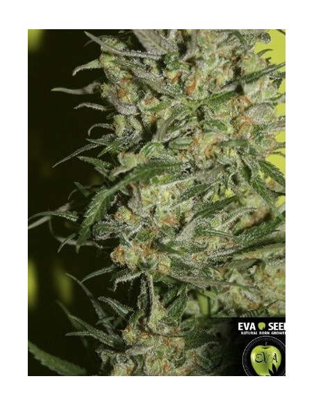 Monster - Eva Seeds femminizzati Eva Seeds €60,00