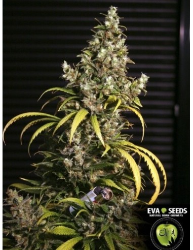 Monster - Eva Seeds femminizzati Eva Seeds €60,00