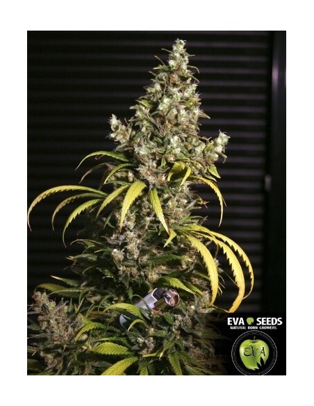 Monster - Eva Seeds femminizzati Eva Seeds €60,00