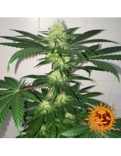 Critical Kush AUTO - Barney's Farm femminizzati Barney's Farm €39,00 2