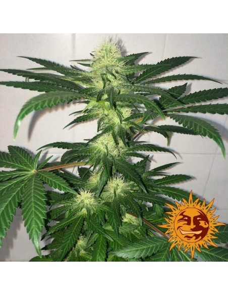 Critical Kush AUTO - Barney's Farm femminizzati Barney's Farm €39,00