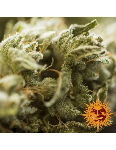 Critical Kush AUTO - Barney's Farm femminizzati Barney's Farm €39,00