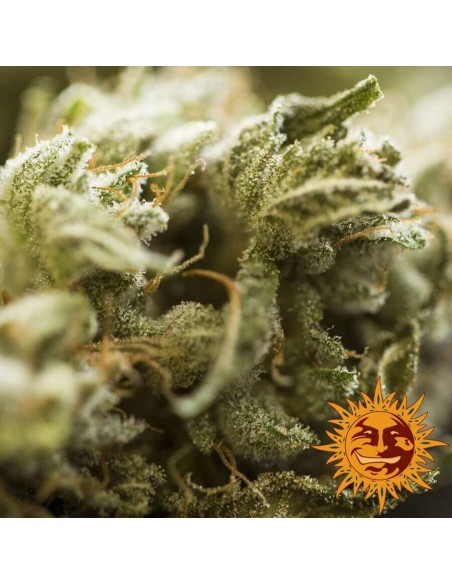 Critical Kush AUTO - Barney's Farm femminizzati Barney's Farm €39,00