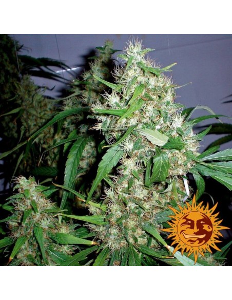 Critical Kush AUTO - Barney's Farm femminizzati Barney's Farm €39,00