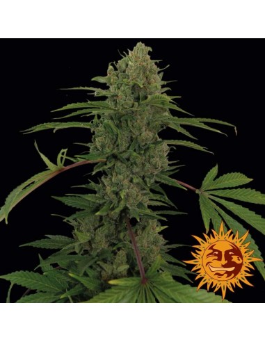 Critical Kush AUTO - Barney's Farm femminizzati Barney's Farm €39,00