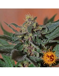 Ayahuasca Purple - Barney's Farm femminizzati Barney's Farm €26,00 2