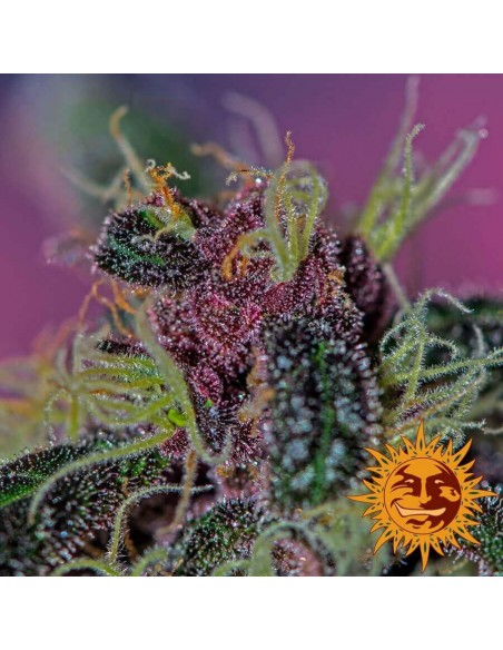 Ayahuasca Purple - Barney's Farm femminizzati Barney's Farm €26,00