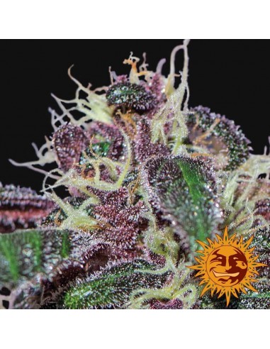 Ayahuasca Purple - Barney's Farm femminizzati Barney's Farm €26,00