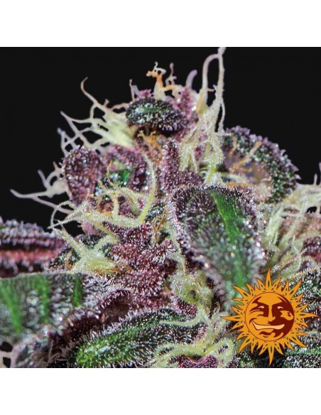 Ayahuasca Purple - Barney's Farm femminizzati Barney's Farm €26,00