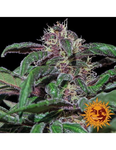 Ayahuasca Purple - Barney's Farm femminizzati Barney's Farm €26,00