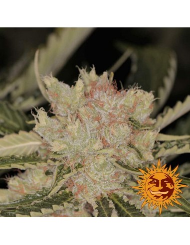 Bad Azz Kush - Barney's Farm femminizzati Barney's Farm €25,00