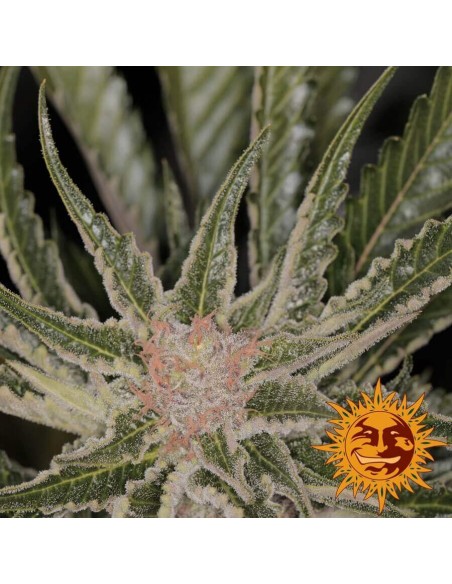 Bad Azz Kush - Barney's Farm femminizzati Barney's Farm €25,00 Bad Azz Kush - Barney's Farm femminizzati Barney's Farm €25,00