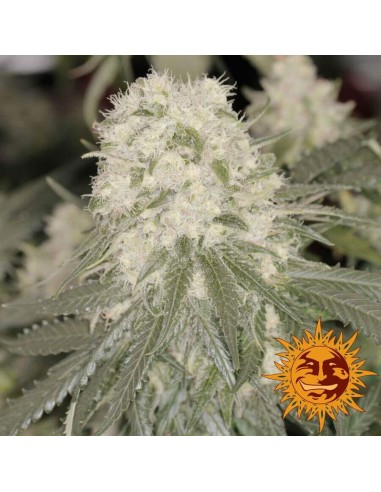 Bad Azz Kush - Barney's Farm femminizzati Barney's Farm €25,00