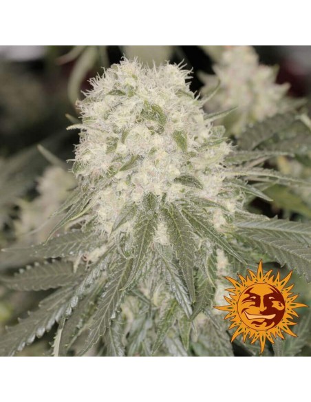 Bad Azz Kush - Barney's Farm femminizzati Barney's Farm €25,00 Bad Azz Kush - Barney's Farm femminizzati Barney's Farm €25,00