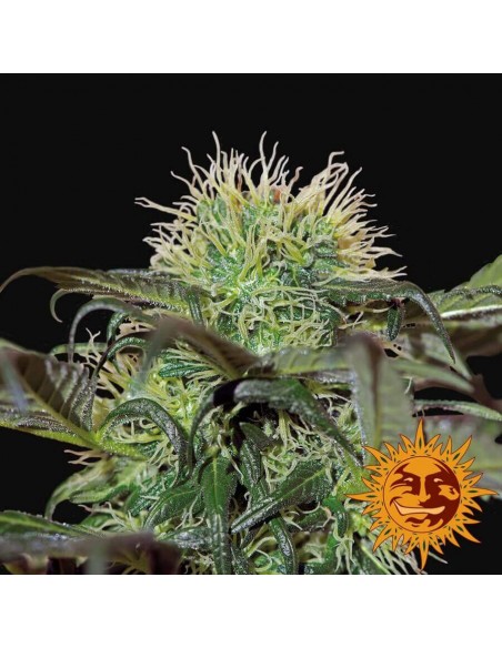 Bad Azz Kush - Barney's Farm femminizzati Barney's Farm €25,00 Bad Azz Kush - Barney's Farm femminizzati Barney's Farm €25,00