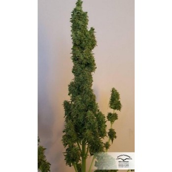 AutoColorado Cookies - Dutch Passion femminizzati Dutch Passion €29,00 2