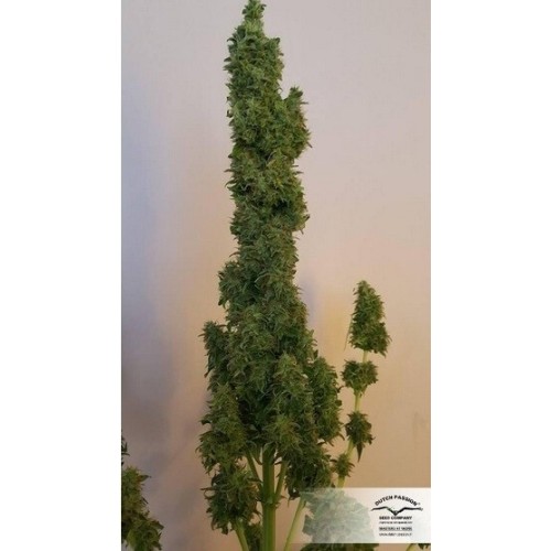 AutoColorado Cookies - Dutch Passion femminizzati Dutch Passion €29,00