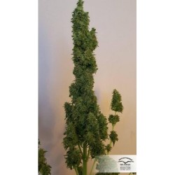 AutoColorado Cookies - Dutch Passion femminizzati Dutch Passion €29,00 AutoColorado Cookies - Dutch Passion femminizzati Dutch Passion €29,00