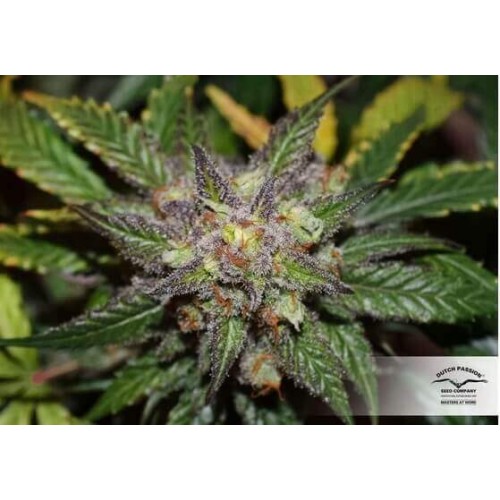 AutoColorado Cookies - Dutch Passion femminizzati Dutch Passion €29,00