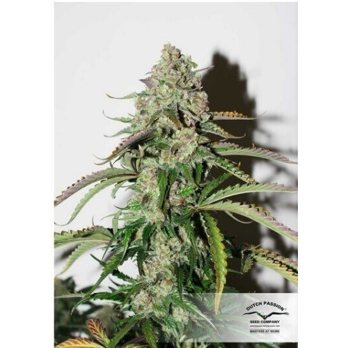 AutoColorado Cookies - Dutch Passion femminizzati Dutch Passion €29,00