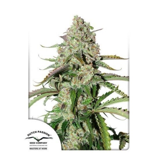 AutoColorado Cookies - Dutch Passion femminizzati Dutch Passion €29,00