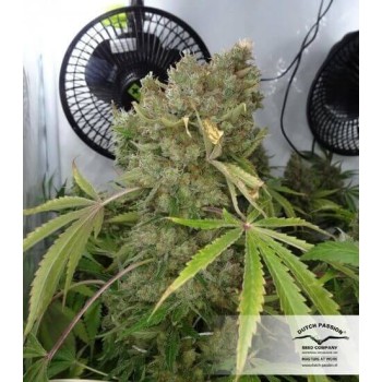 CBD Kush - Dutch Passion femminizzati Dutch Passion €27,00 2