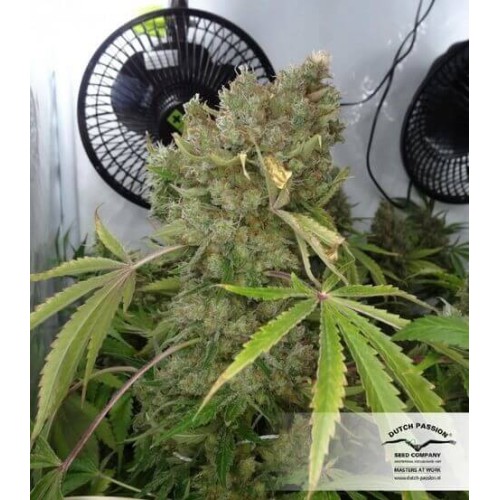 CBD Kush - Dutch Passion femminizzati Dutch Passion €27,00