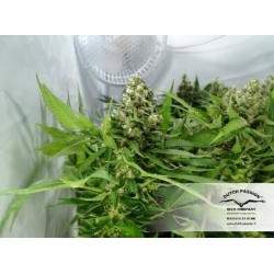 CBD Kush - Dutch Passion femminizzati Dutch Passion €27,00