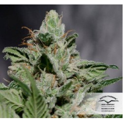 CBD Kush - Dutch Passion femminizzati Dutch Passion €27,00