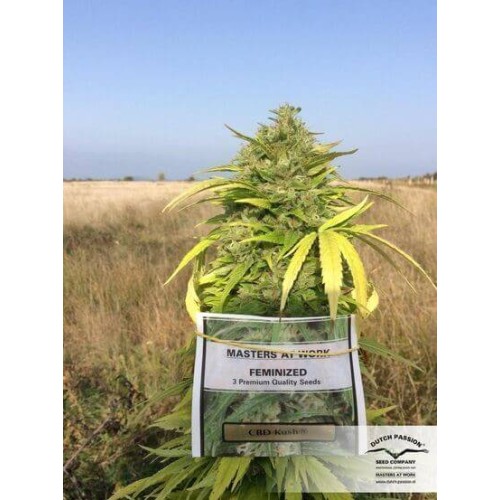 CBD Kush - Dutch Passion femminizzati Dutch Passion €27,00