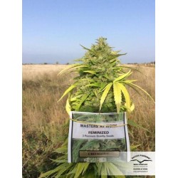 CBD Kush - Dutch Passion femminizzati Dutch Passion €27,00