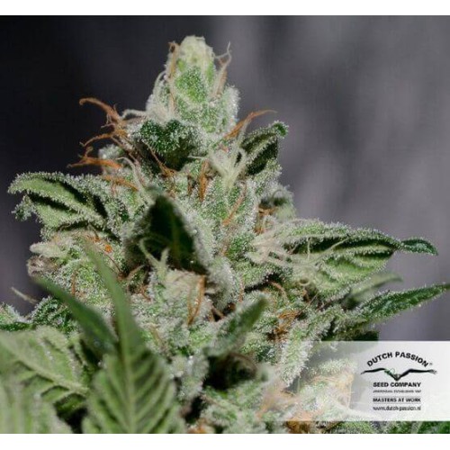 CBD Kush - Dutch Passion femminizzati Dutch Passion €27,00
