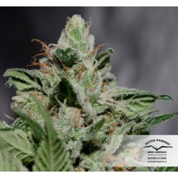 CBD Kush - Dutch Passion femminizzati Dutch Passion €27,00