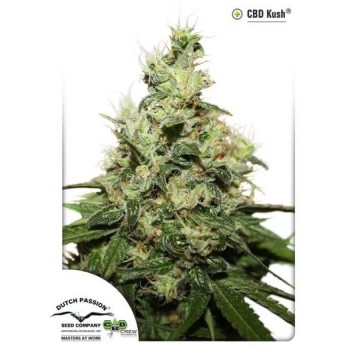 CBD Kush - Dutch Passion femminizzati Dutch Passion €27,00