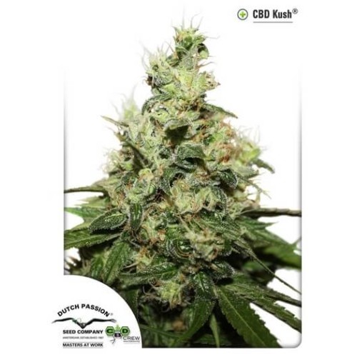 CBD Kush - Dutch Passion femminizzati Dutch Passion €27,00