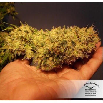 CBD Skunk Haze - Dutch Passion femminizzati Dutch Passion €27,00 2